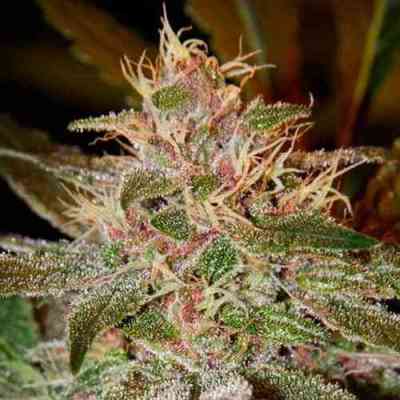 Pure Kush > Green House Seed Company | Feminisierte Hanfsamen  |  Indica